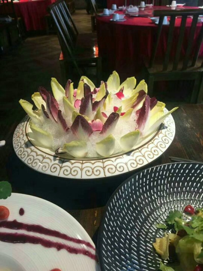 荷兰菊苣菜8~10cm