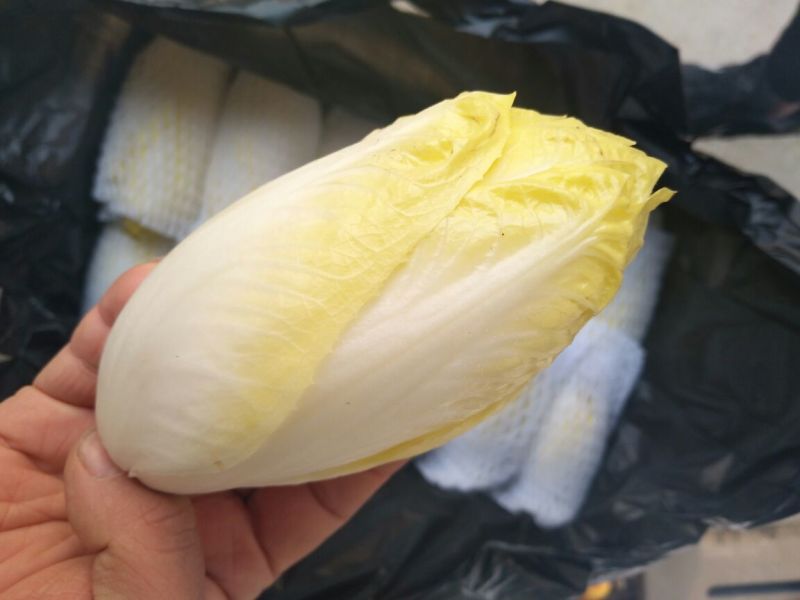 荷兰菊苣菜8~10cm