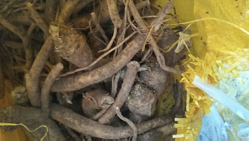 辣根8~10两