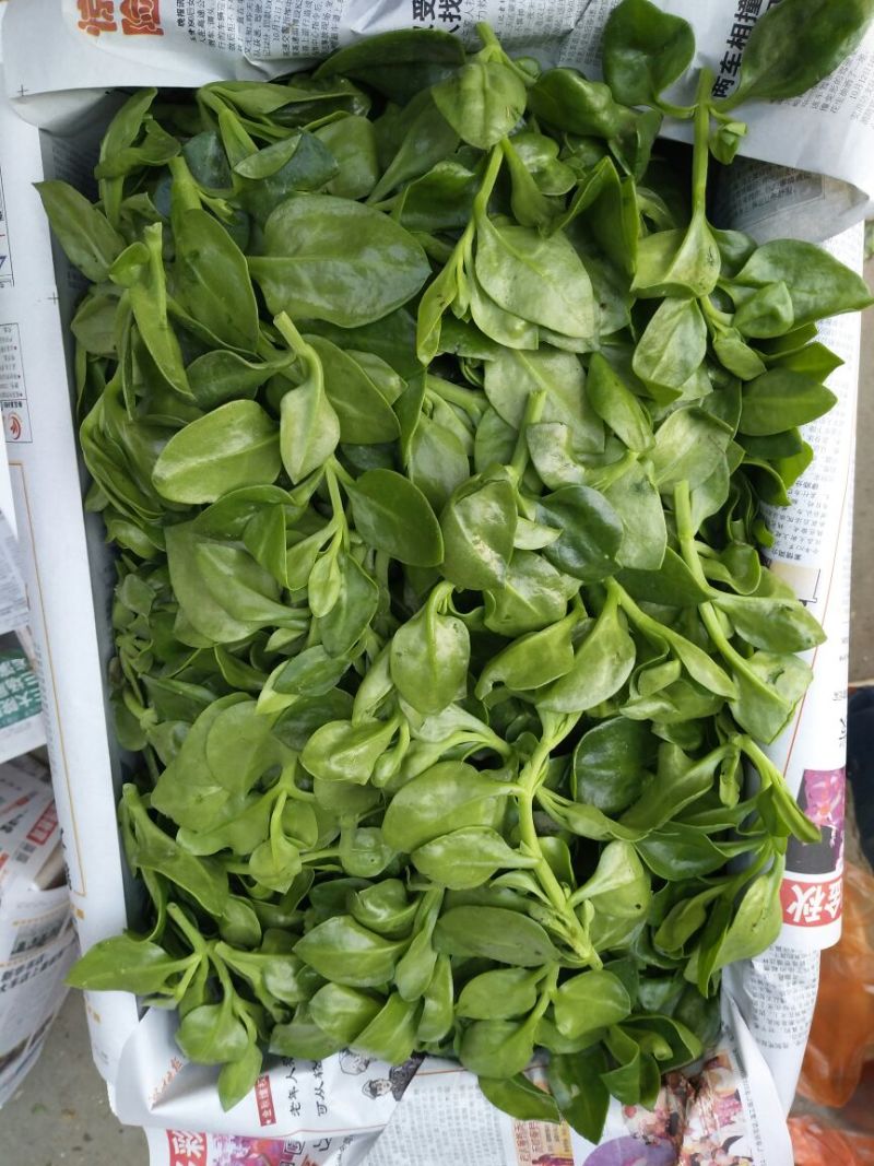 穿心莲叶