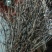 杜鹃干花