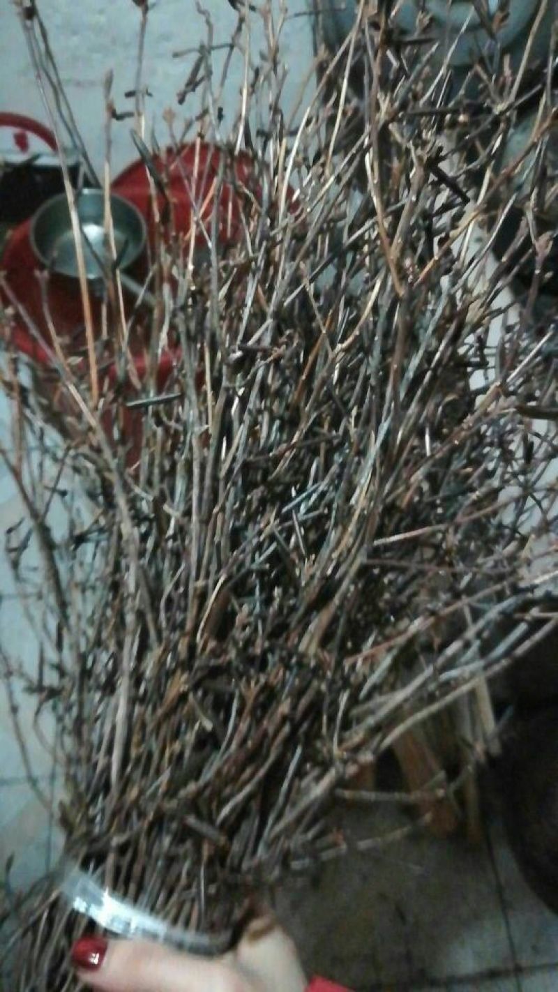 杜鹃干花