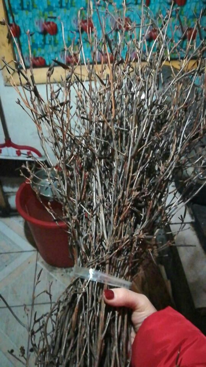 杜鹃干花