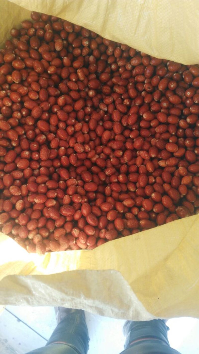 沙枣食用