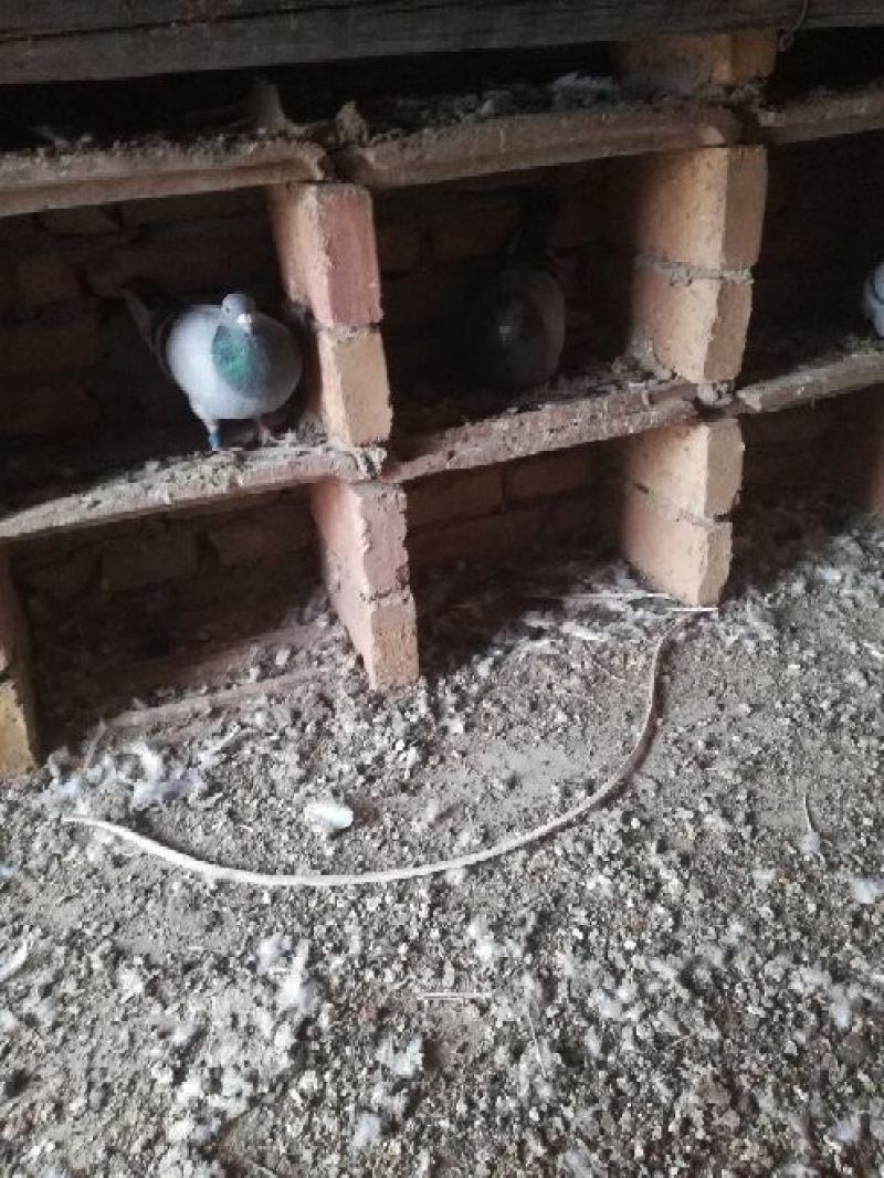 种鸽公母对鸽