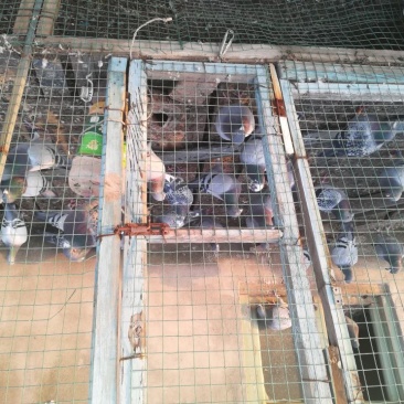 种鸽公母对鸽