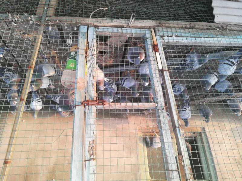 种鸽公母对鸽
