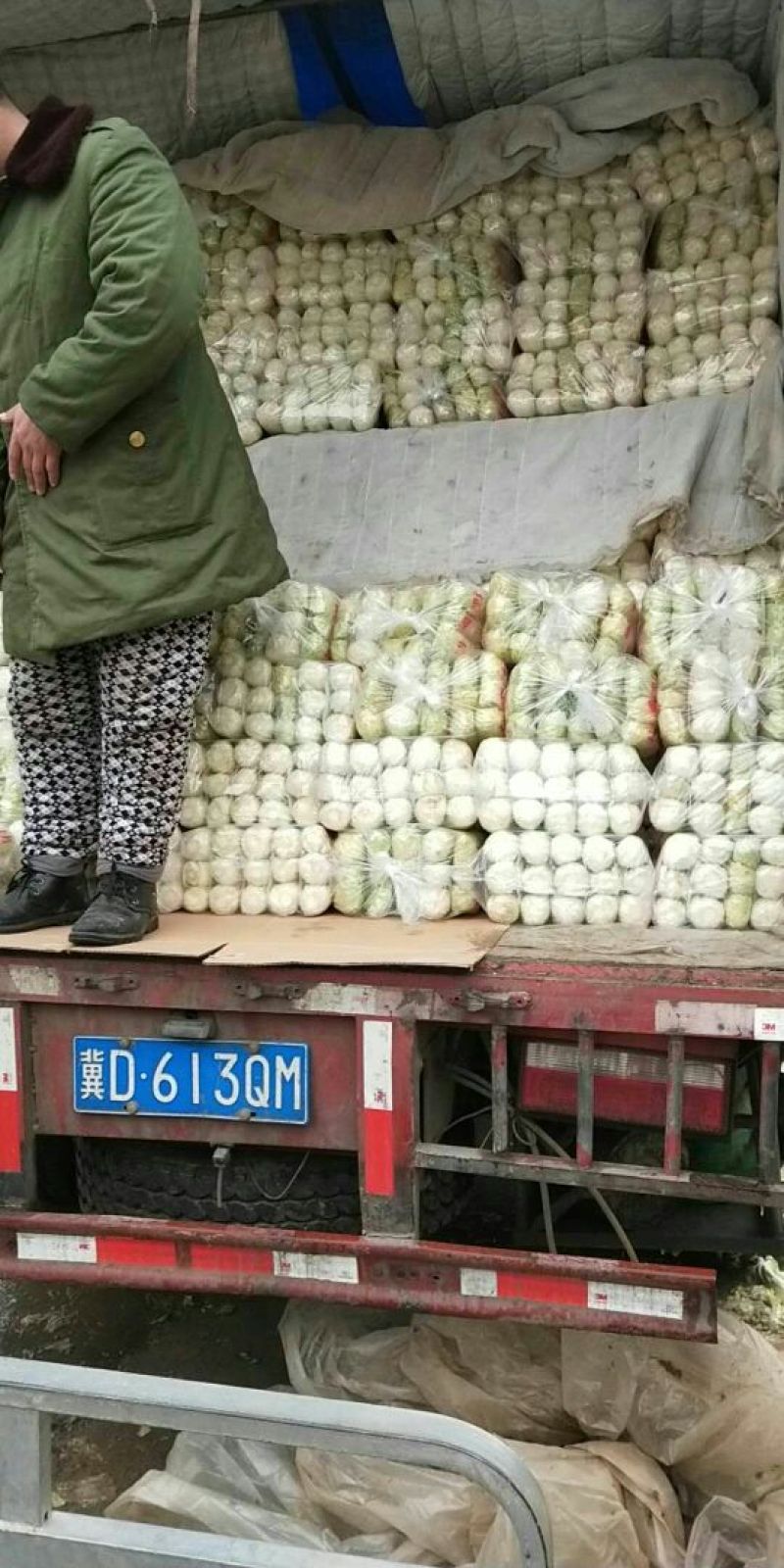 娃娃菜大量上市中一手货源产地直供娃娃菜质量保证