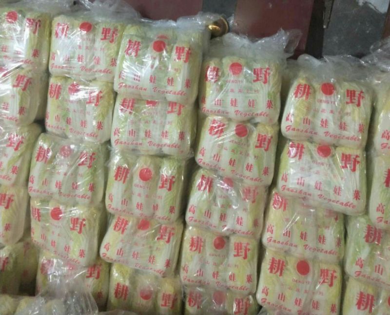 娃娃菜大量上市中一手货源产地直供娃娃菜质量保证