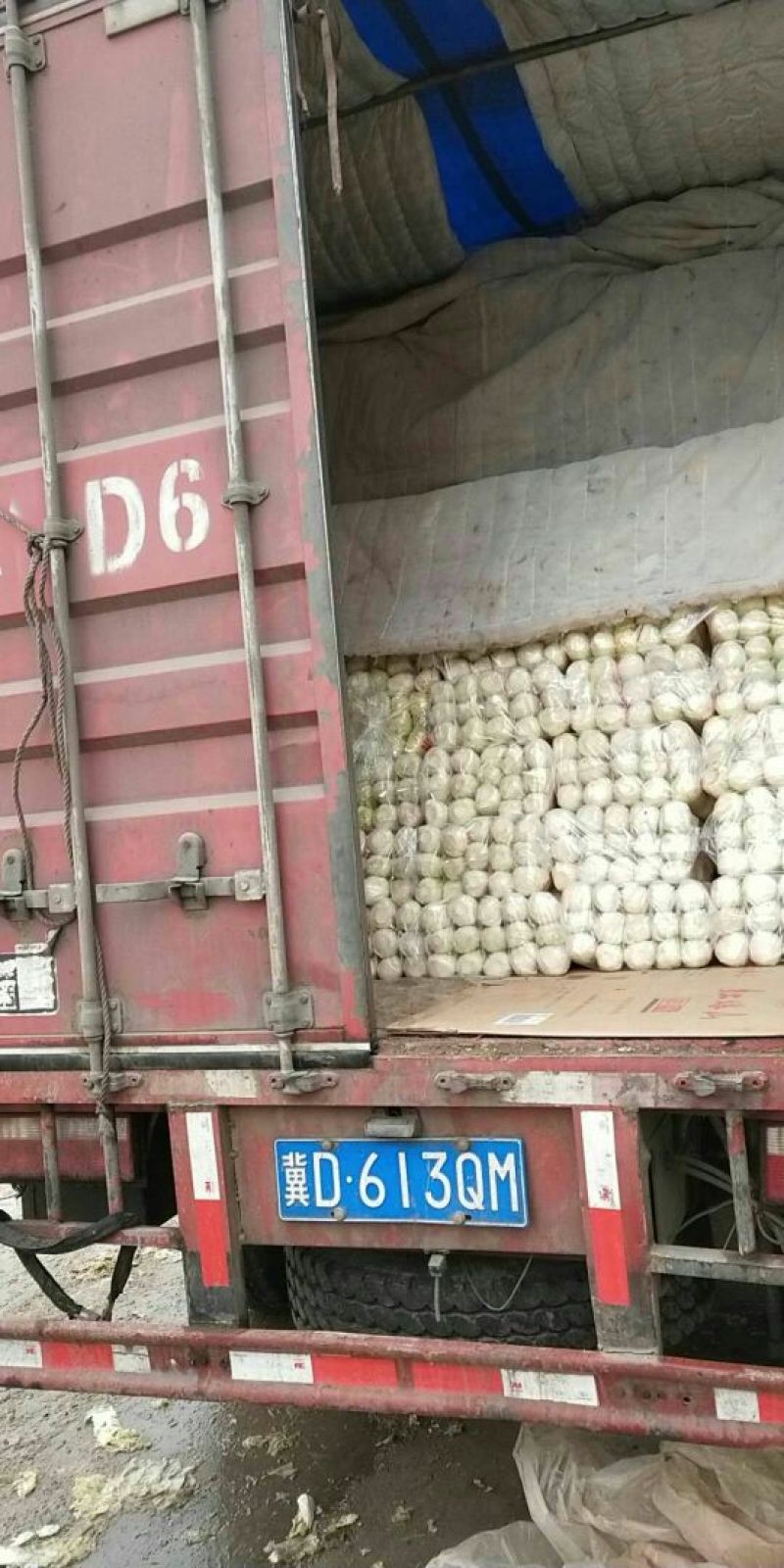 娃娃菜大量上市中一手货源产地直供娃娃菜质量保证