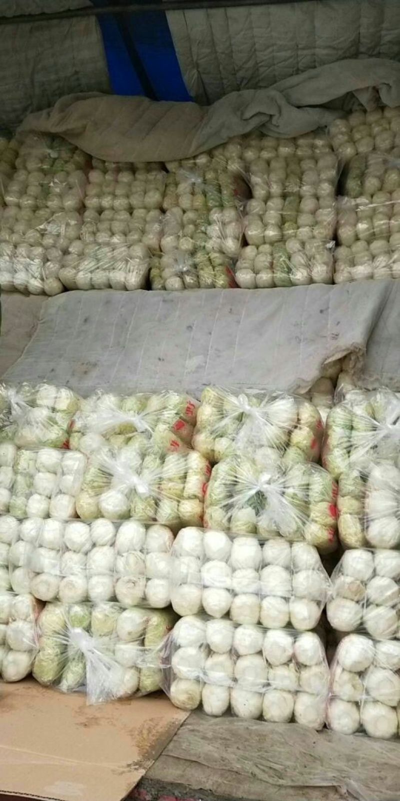 娃娃菜大量上市中一手货源产地直供娃娃菜质量保证