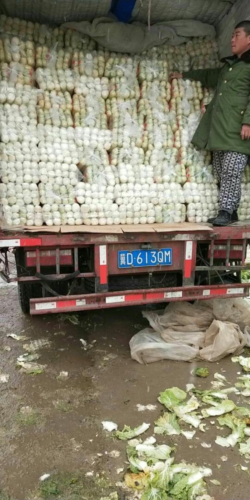 娃娃菜大量上市中一手货源产地直供娃娃菜质量保证