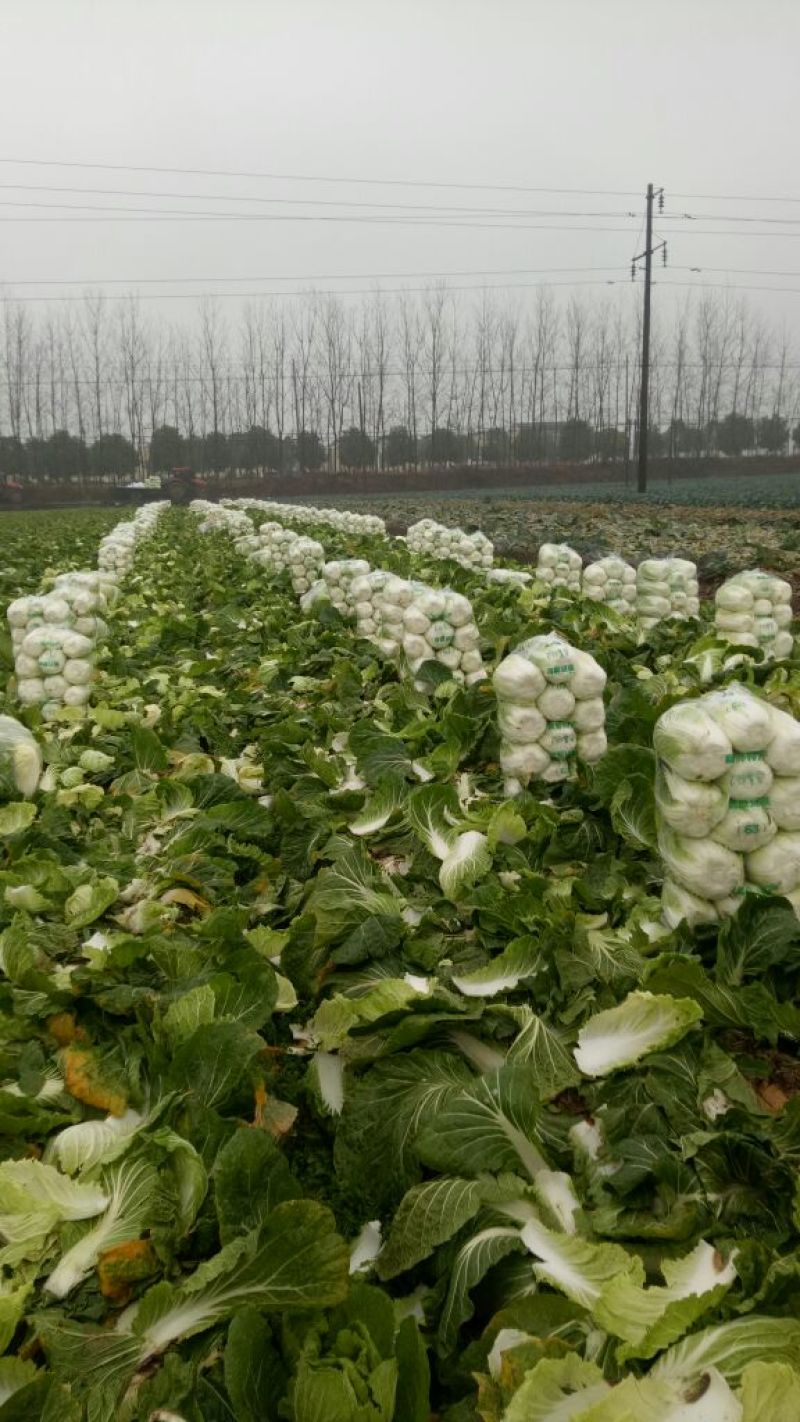 精品矮棵黄心白菜、货源充足、价格合理丶质量保证
