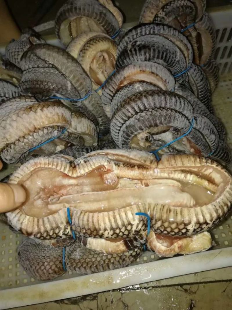 干瑶柱