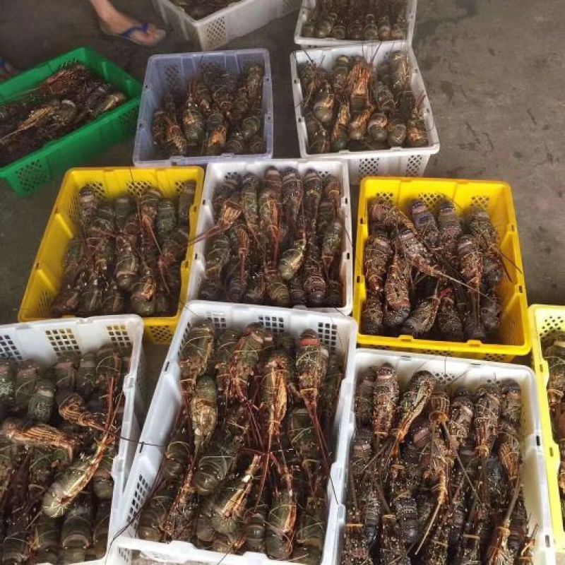 干瑶柱