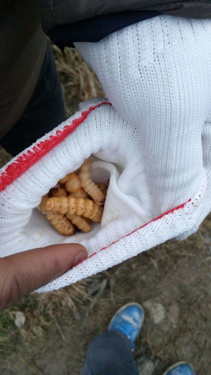 斗米虫
