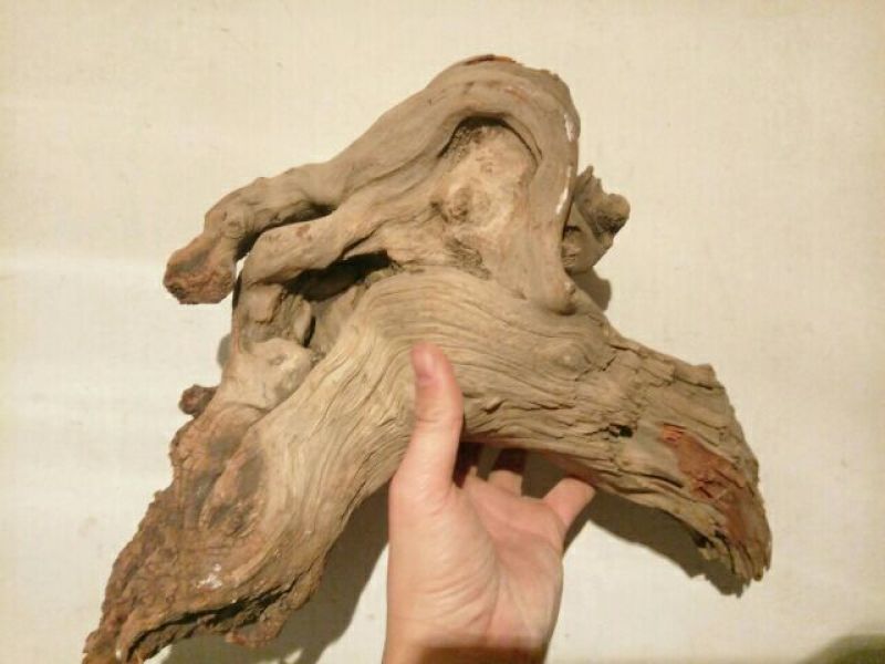 太行崖柏18~20cm0.5米以下