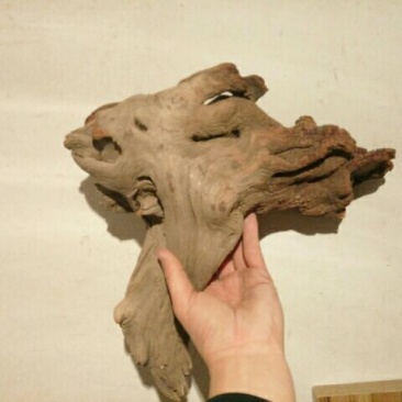 太行崖柏18~20cm0.5米以下