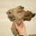 太行崖柏18~20cm0.5米以下