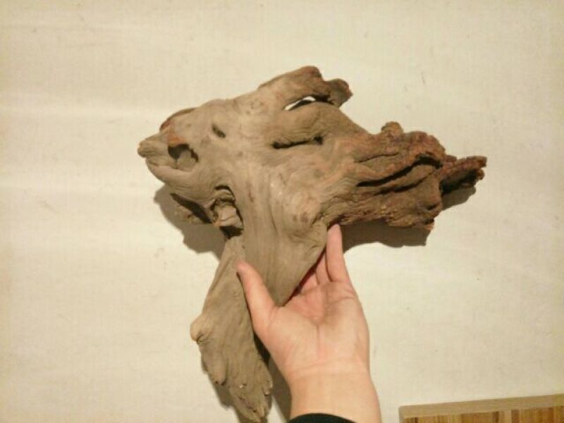 太行崖柏18~20cm0.5米以下