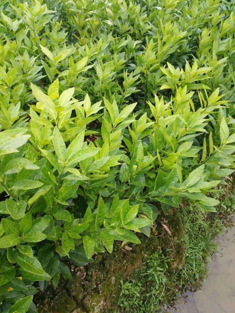 沃柑苗，柑橘苗，30~50cm