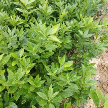 沃柑苗，柑橘苗，30~50cm