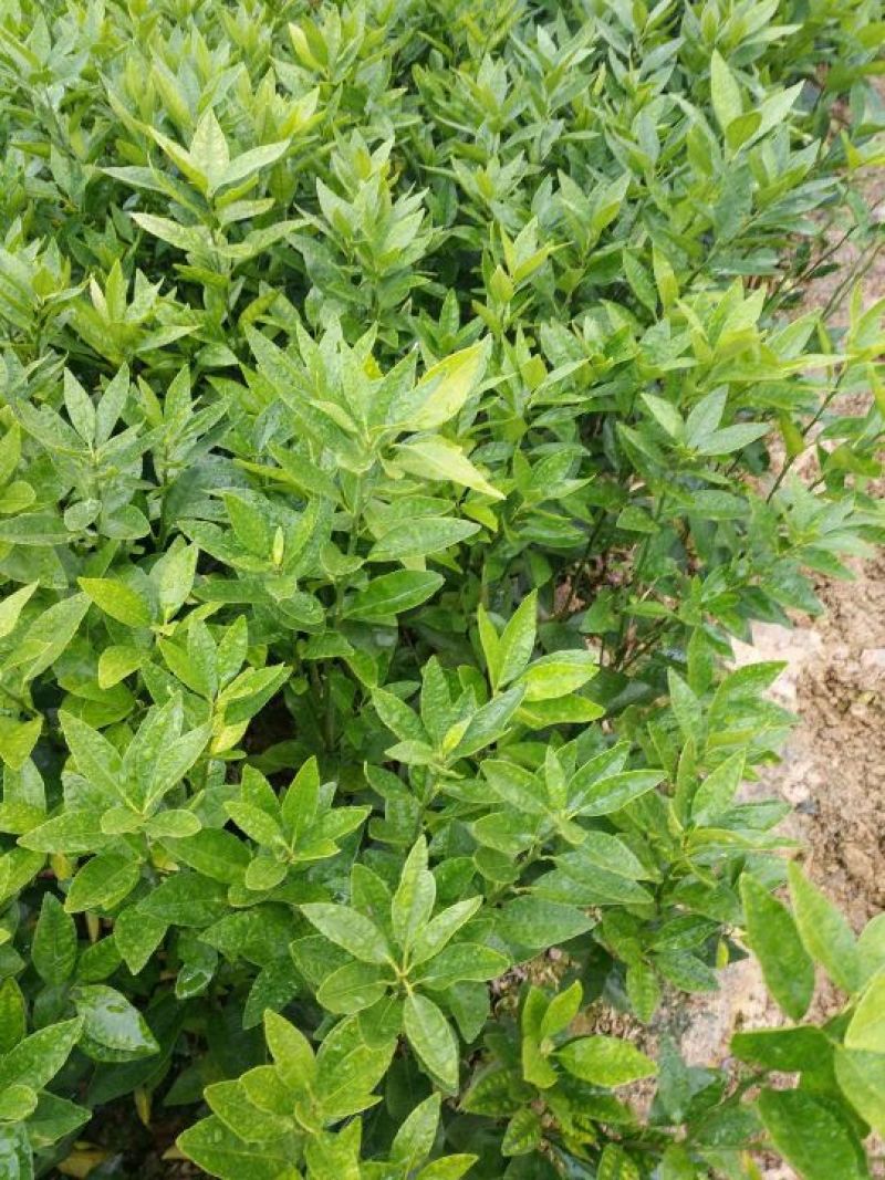 沃柑苗，柑橘苗，30~50cm