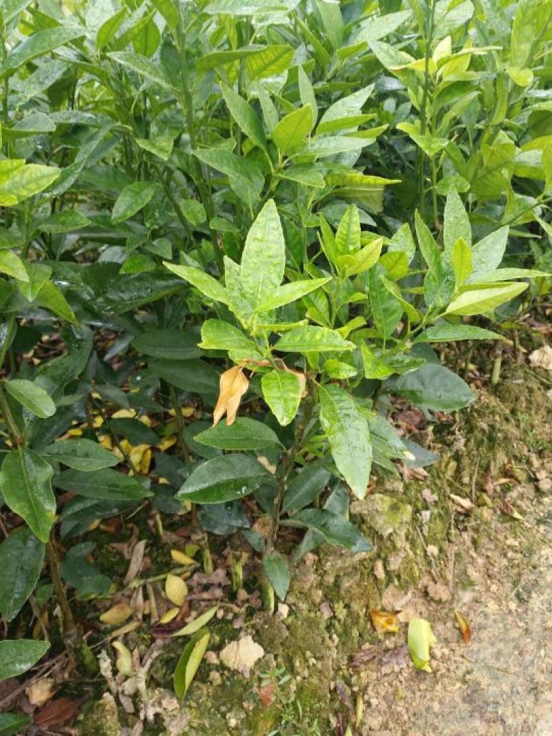 沃柑苗，柑橘苗，30~50cm