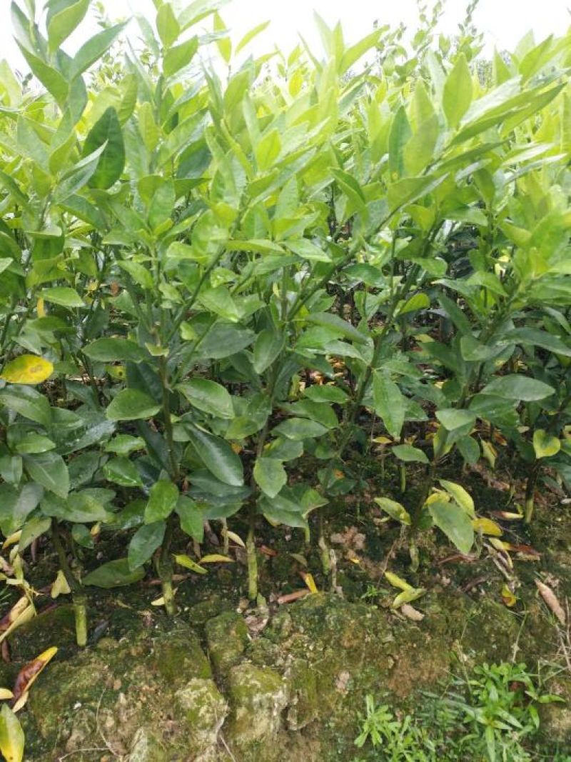 沃柑苗，柑橘苗，30~50cm