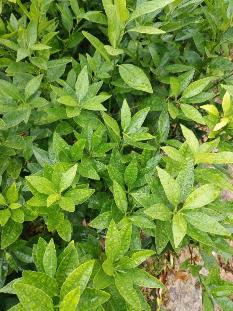 沃柑苗，柑橘苗，30~50cm