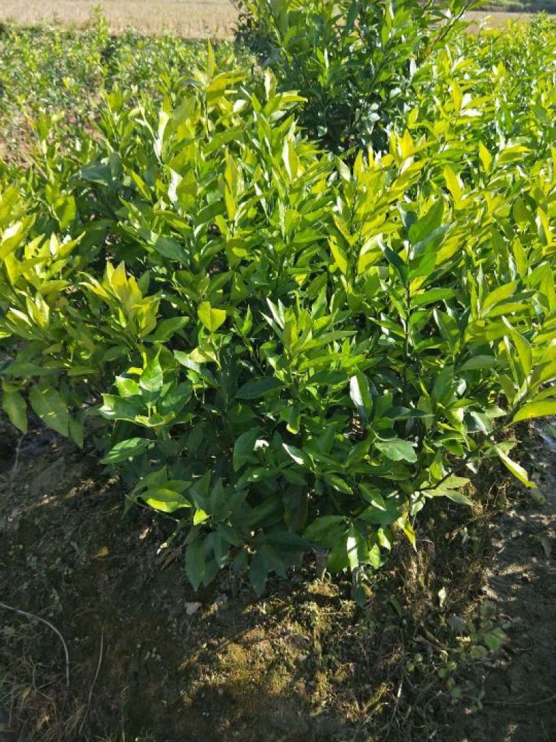 沃柑苗，柑橘苗，30~50cm