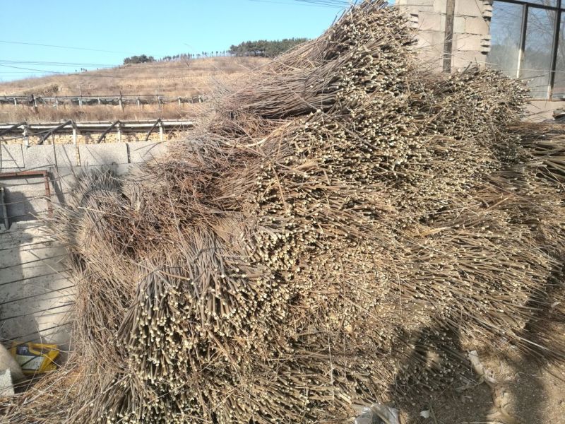 木槿20cm以上18~20cm2.5~3米