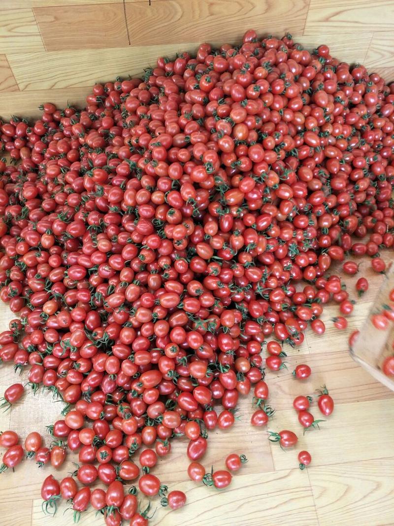 平度釜山88玲珑小番茄上市了！自有园区供应各大市场平台