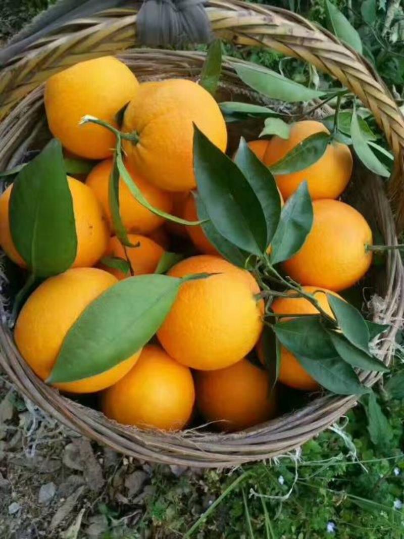 精品纽荷尔脐橙产地直发诚信经营保质保量欢迎咨询