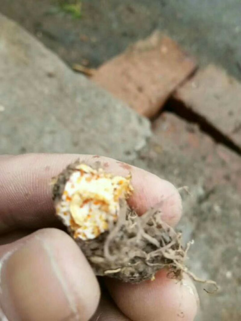 苍术南苍术