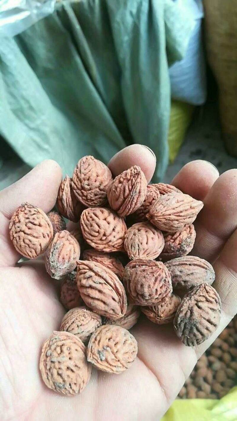 苍术南苍术