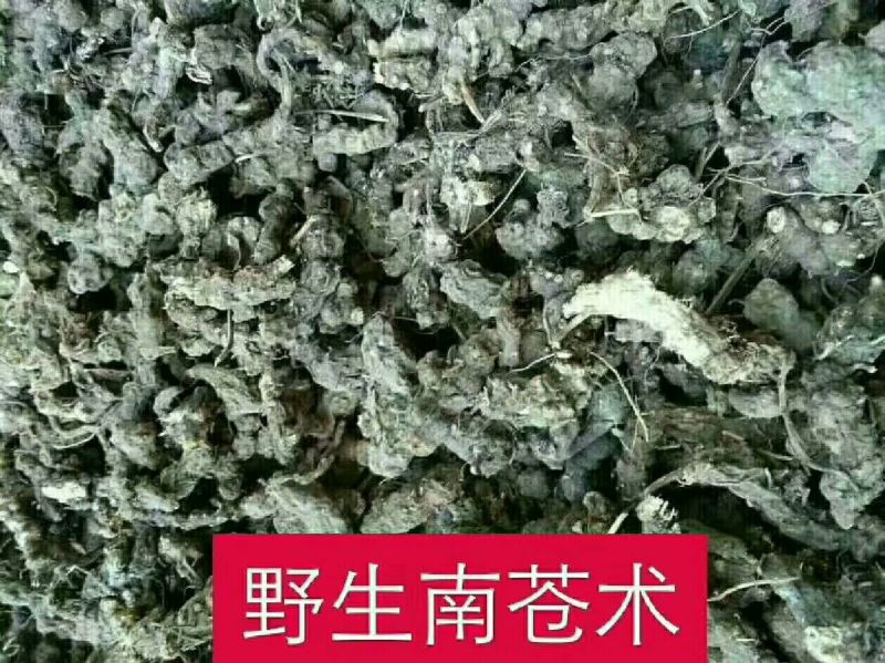 苍术南苍术