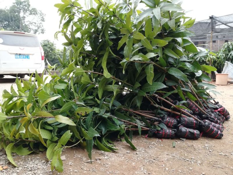 果树苗芒果苗金煌澳芒凯特芒果嫁接苗
