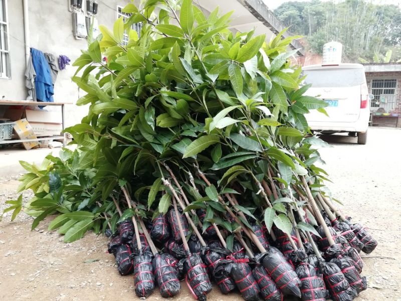 果树苗芒果苗金煌澳芒凯特芒果嫁接苗