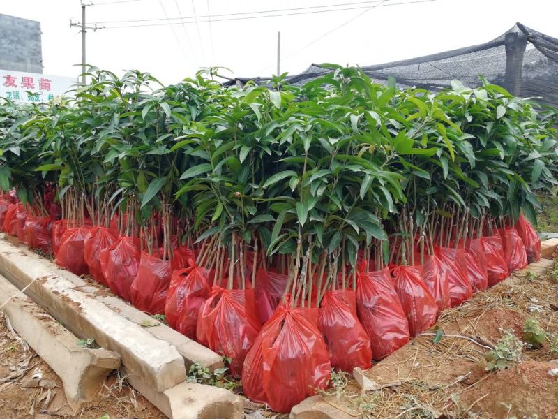 果树苗芒果苗金煌澳芒凯特芒果嫁接苗