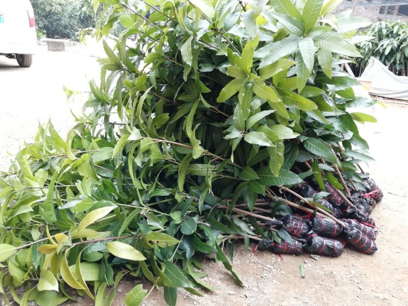 果树苗芒果苗金煌澳芒凯特芒果嫁接苗