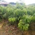 果树苗荔枝苗妃子笑桂味无核荔枝苗南方种植