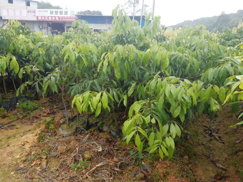 果树苗荔枝苗妃子笑桂味无核荔枝苗南方种植
