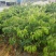 果树苗荔枝苗妃子笑桂味无核荔枝苗南方种植
