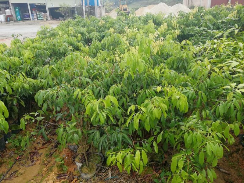 果树苗荔枝苗妃子笑桂味无核荔枝苗南方种植