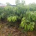 果树苗荔枝苗妃子笑桂味无核荔枝苗南方种植