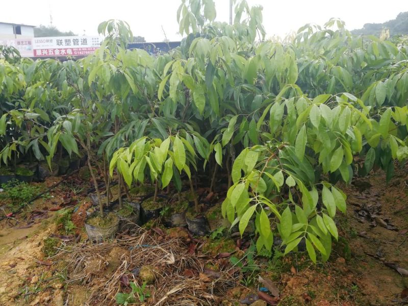 果树苗荔枝苗妃子笑桂味无核荔枝苗南方种植