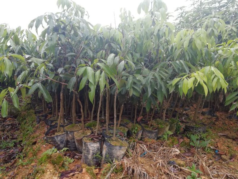 果树苗荔枝苗妃子笑桂味无核荔枝苗南方种植