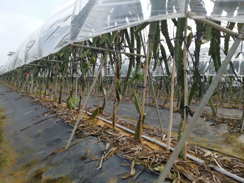 红肉火龙果苗新品燕窝火龙果苗
