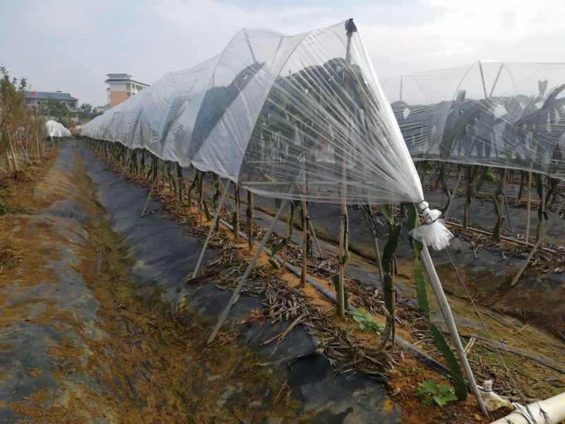红肉火龙果苗新品燕窝火龙果苗